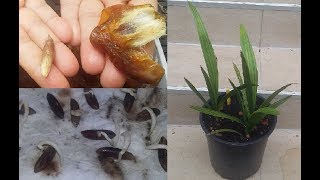 Faire pousser un palmierdattier à partir de noyaux de dattes en pot Growing date palm from seeds [upl. by Akinohs]