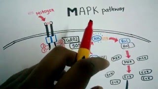 MAPK signaling [upl. by Wolff]