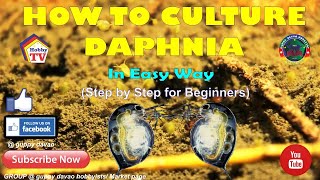 HOW TO CULTURE DAPHNIA In Easy Way [upl. by Sikko]