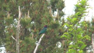 ブッポウソウ（1）鳴く（飛島）  Dollarbird  Broadbilled Roller  Wild Bird  野鳥 動画図鑑 [upl. by Pimbley]