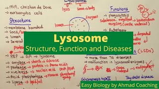 Lysosome Structure Function Diseases LSDs  Splitting Bodies  Easy Biology [upl. by Mercuri]