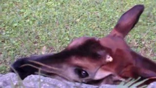 Okapi with its 18inch Tongue [upl. by Einitsed]