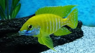 Stunning African Cichlids  The Sunshine Benga  Aulonocara Baenschi [upl. by Oznola989]